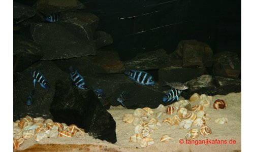 Schaubecken 900l